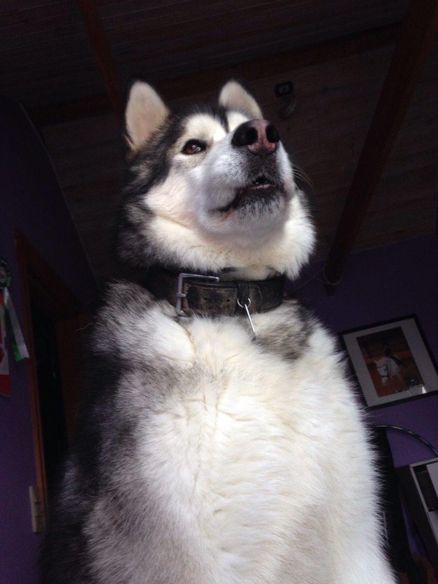 Alaskan malamute Kijago (R.I.P) billede 10