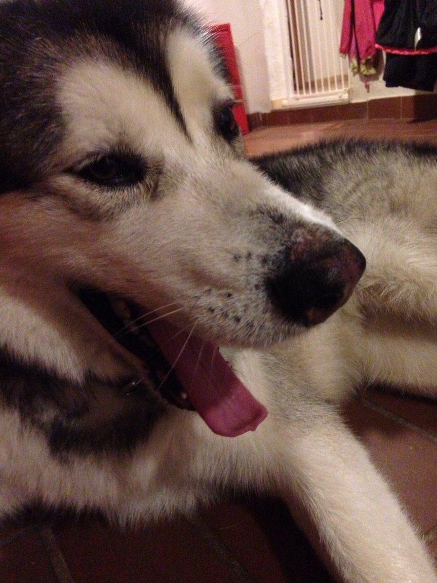 Alaskan malamute Kijago (R.I.P) billede 12