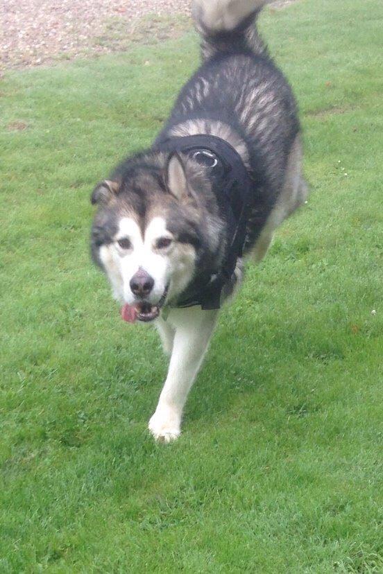 Alaskan malamute Kijago (R.I.P) billede 11
