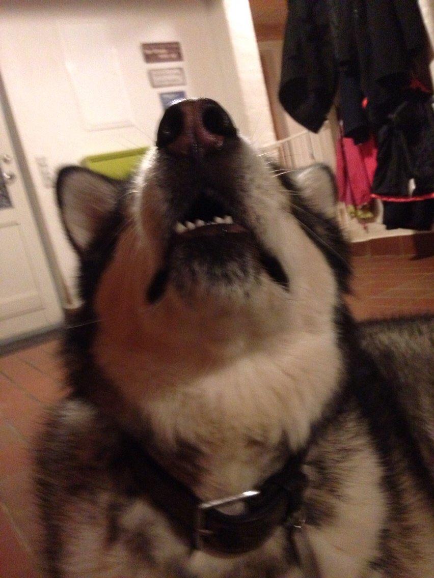 Alaskan malamute Kijago (R.I.P) billede 13