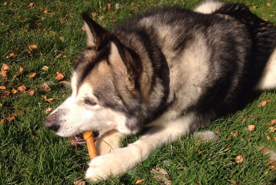 Alaskan malamute Kijago (R.I.P) billede 14