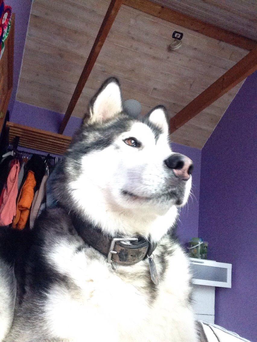 Alaskan malamute Kijago (R.I.P) billede 16