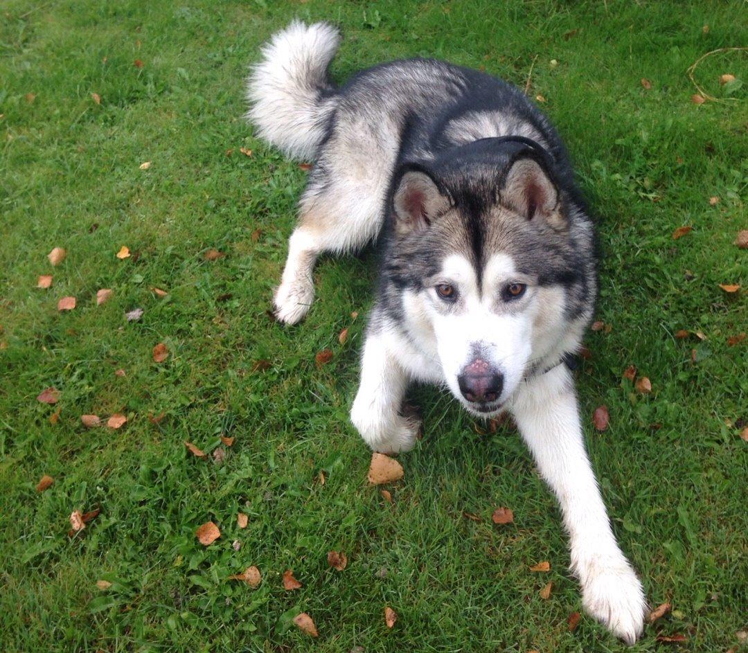 Alaskan malamute Kijago (R.I.P) billede 15