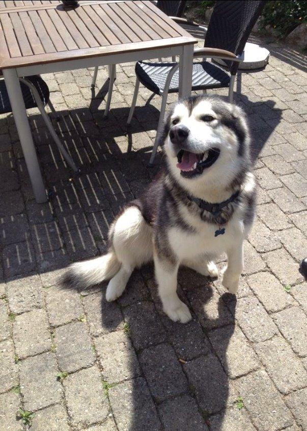Alaskan malamute Kijago (R.I.P) billede 17