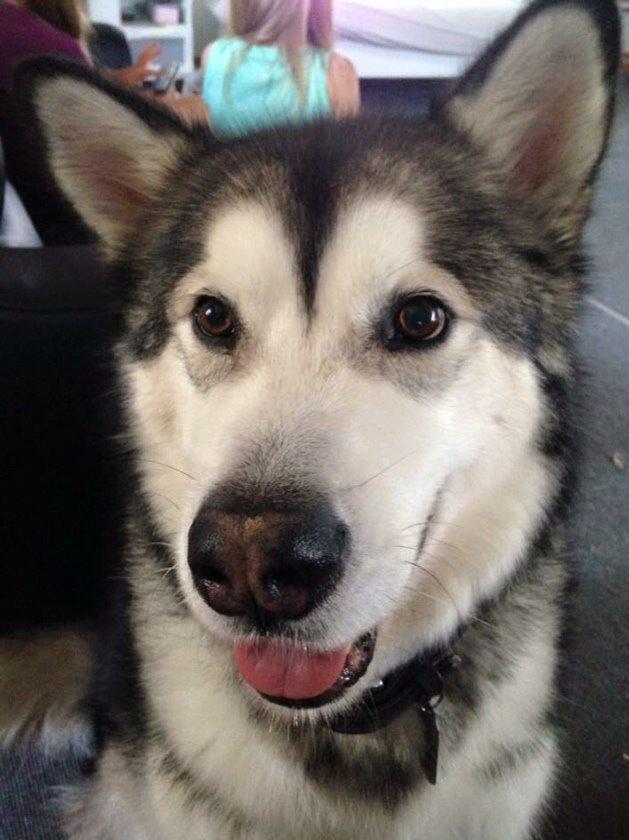 Alaskan malamute Kijago (R.I.P) billede 18