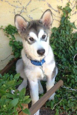 Alaskan malamute Kijago (R.I.P) billede 19