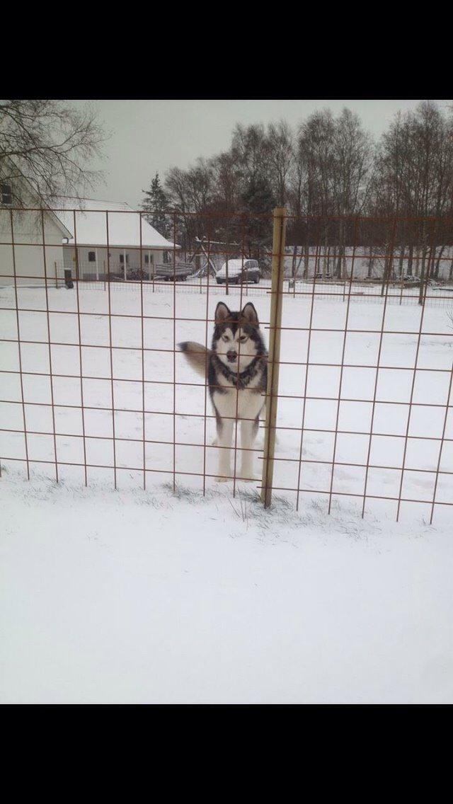 Alaskan malamute Kijago (R.I.P) billede 20