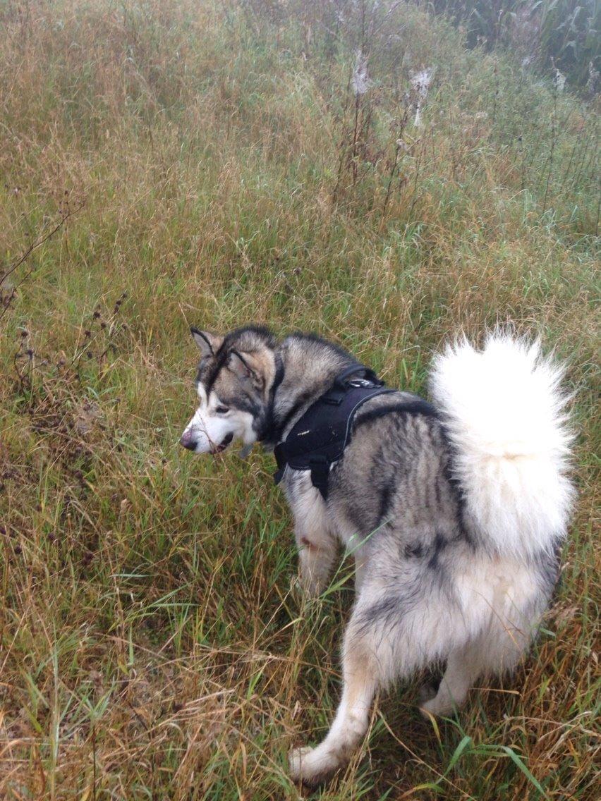 Alaskan malamute Kijago (R.I.P) billede 21