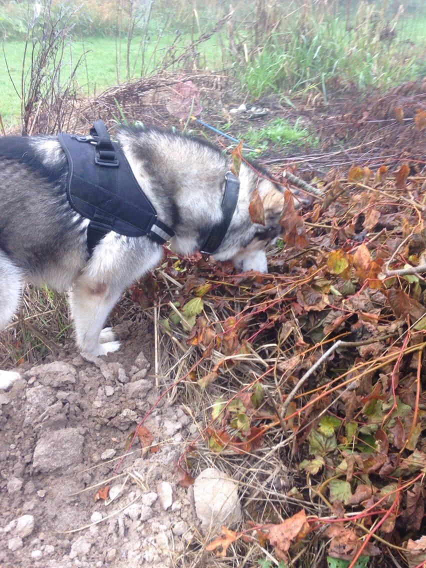 Alaskan malamute Kijago (R.I.P) billede 22
