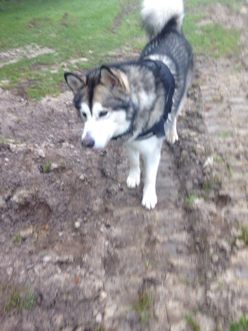 Alaskan malamute Kijago (R.I.P) billede 24