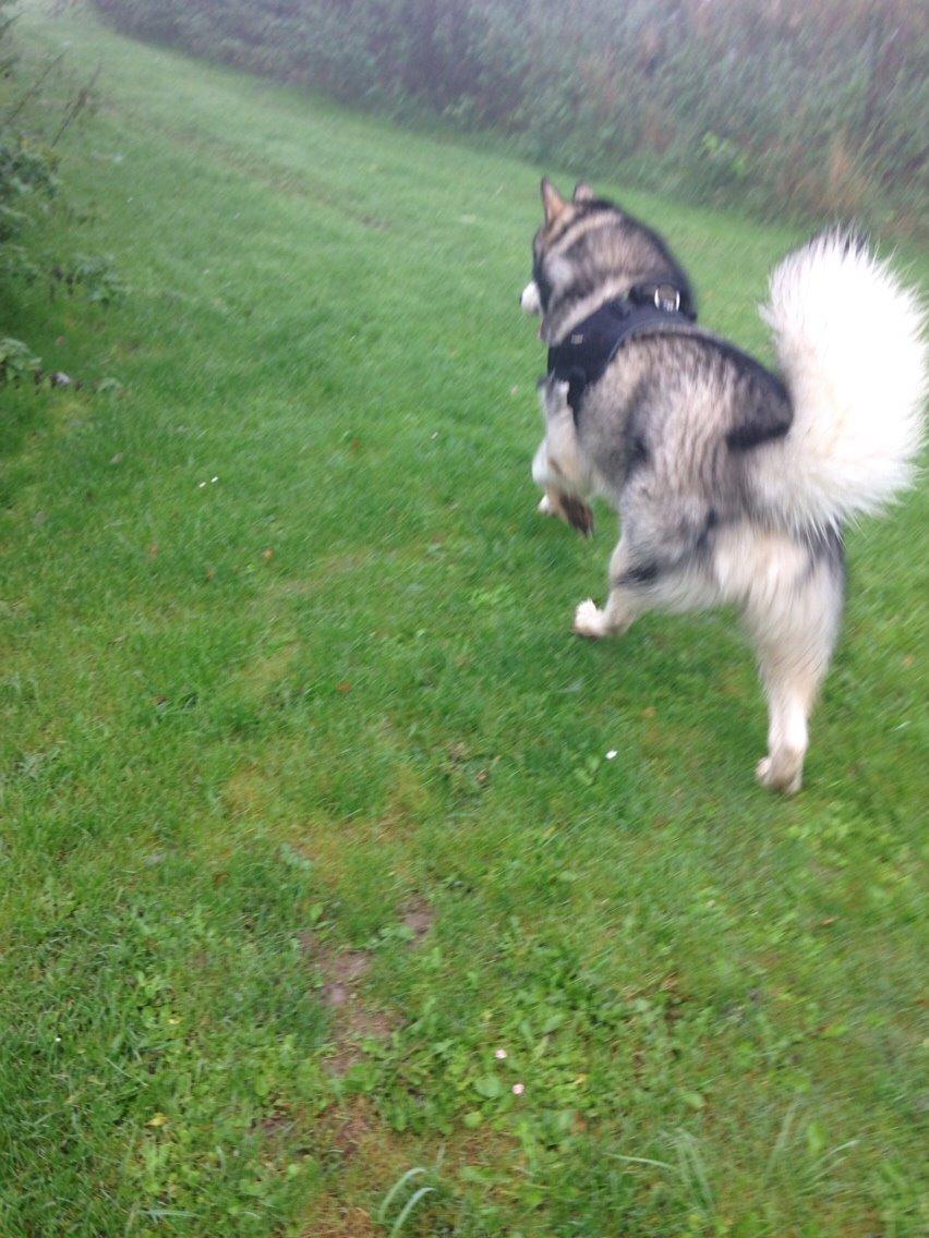 Alaskan malamute Kijago (R.I.P) billede 23
