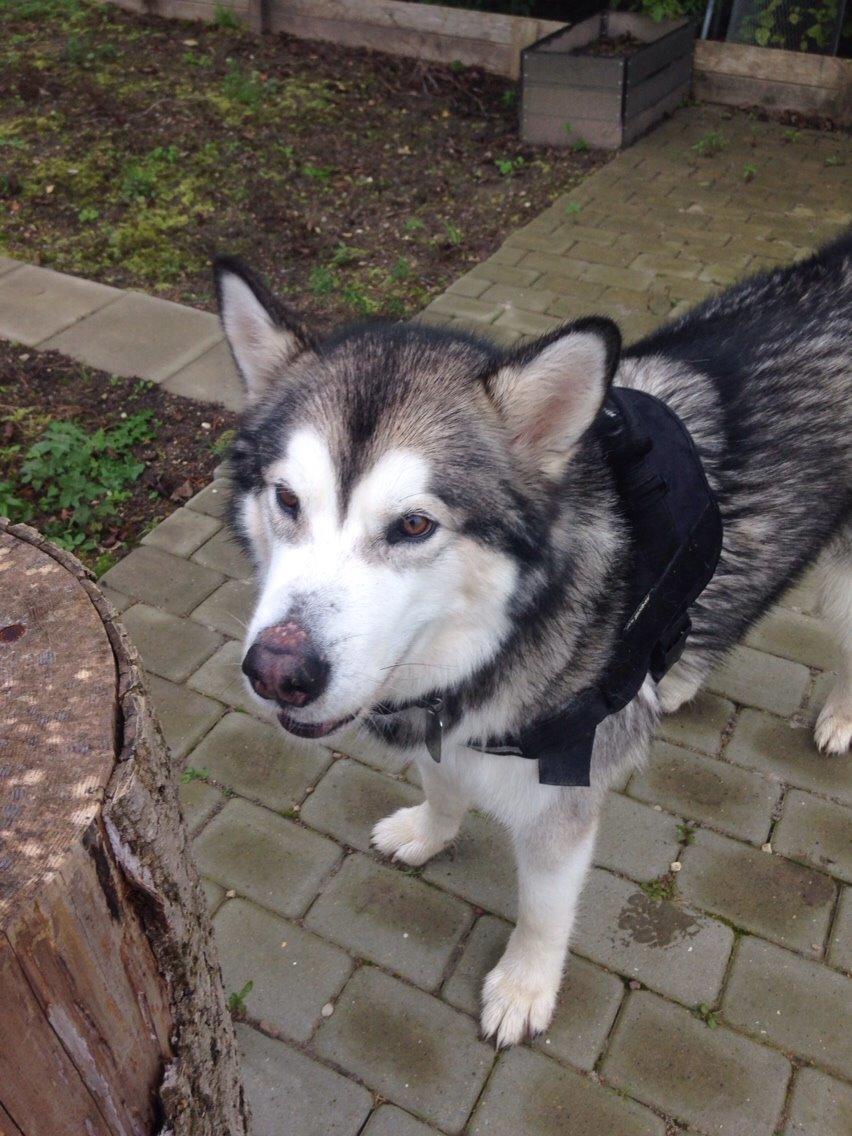 Alaskan malamute Kijago (R.I.P) billede 25