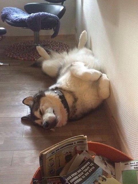 Alaskan malamute Kijago (R.I.P) billede 27