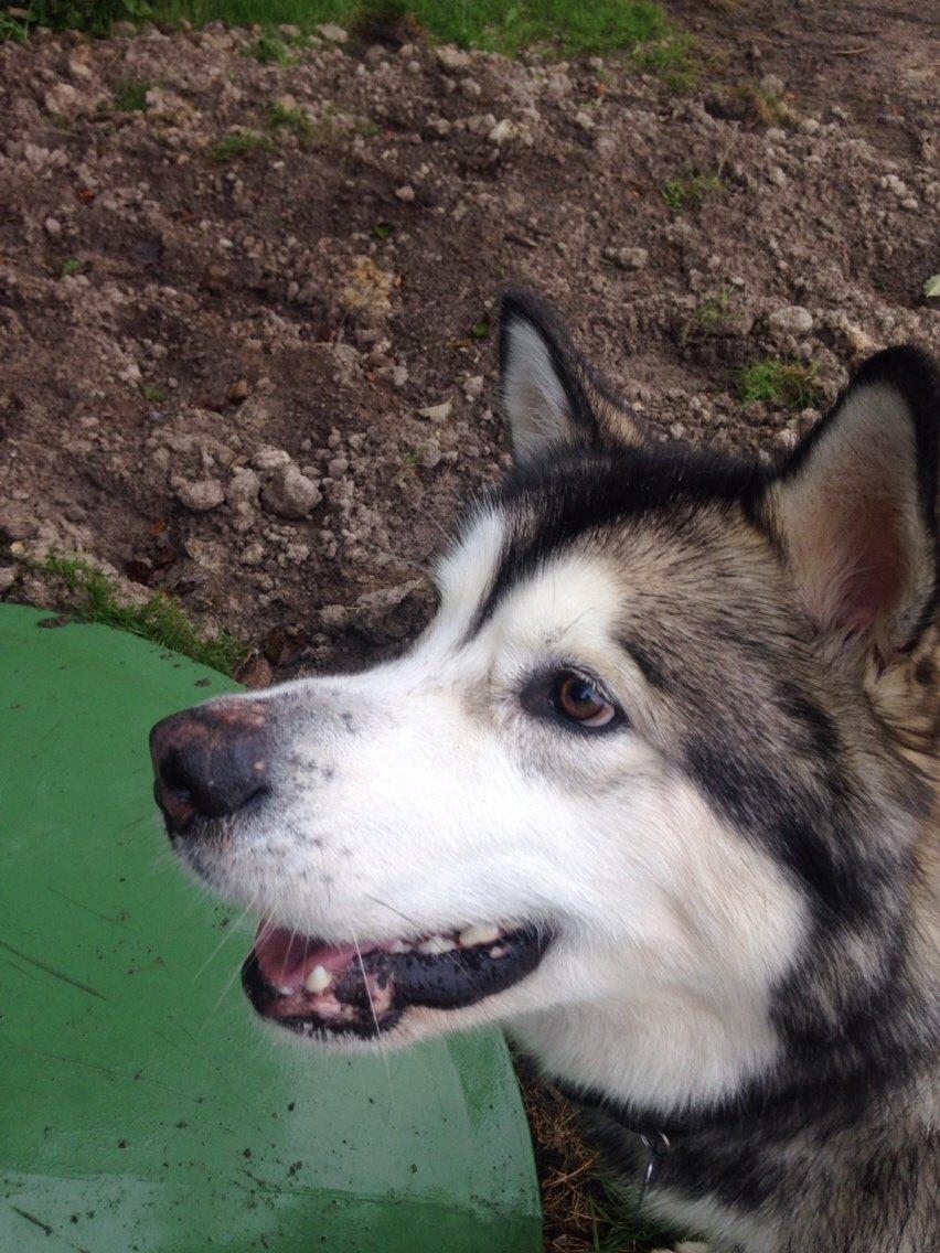 Alaskan malamute Kijago (R.I.P) billede 26