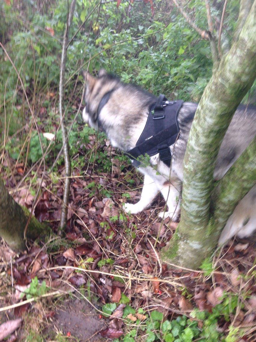 Alaskan malamute Kijago (R.I.P) billede 28