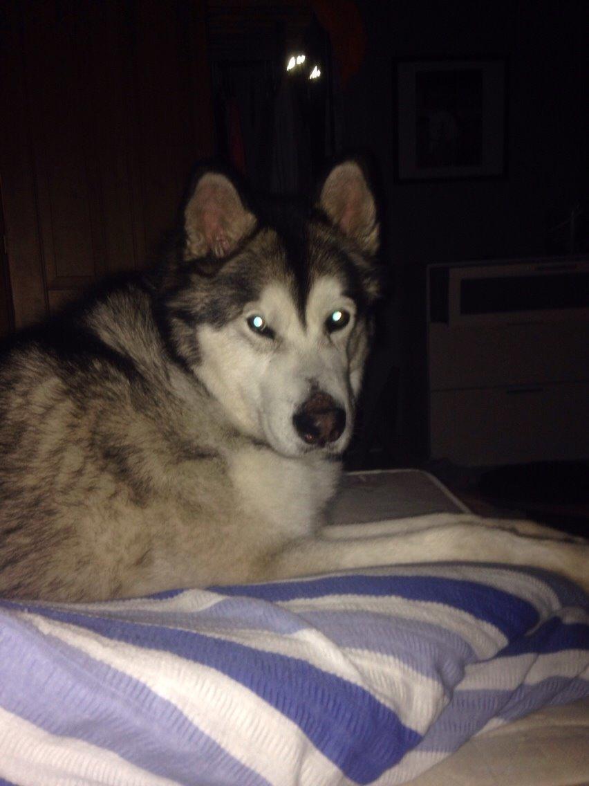 Alaskan malamute Kijago (R.I.P) billede 30