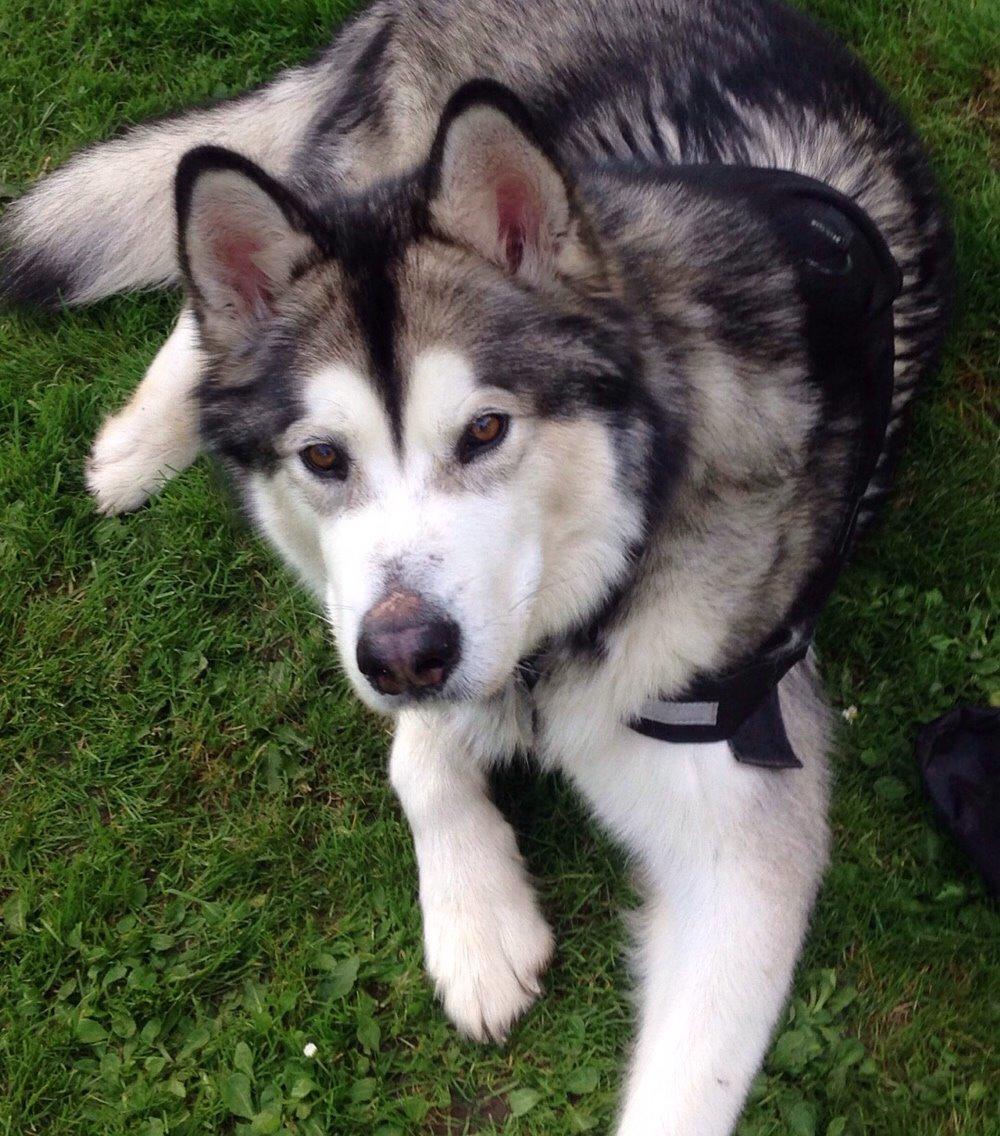 Alaskan malamute Kijago (R.I.P) billede 29