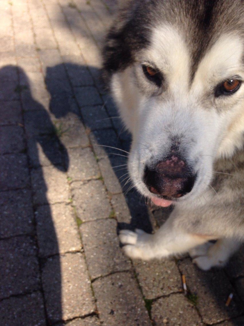 Alaskan malamute Kijago (R.I.P) billede 31