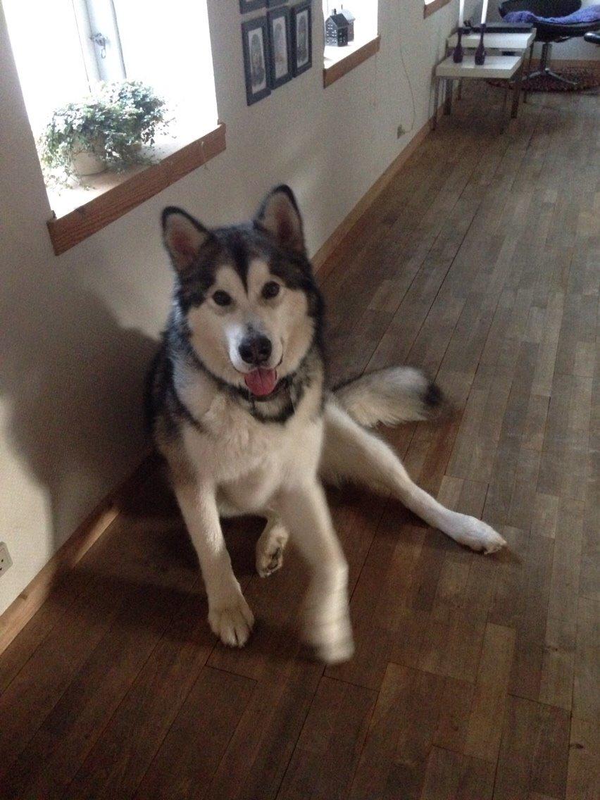 Alaskan malamute Kijago (R.I.P) billede 32