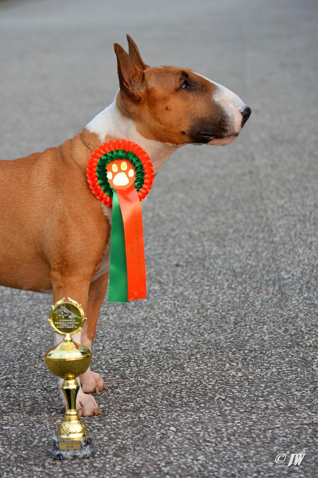 Bullterrier Benny Braveheart - Rostock Sieger 2015 billede 3