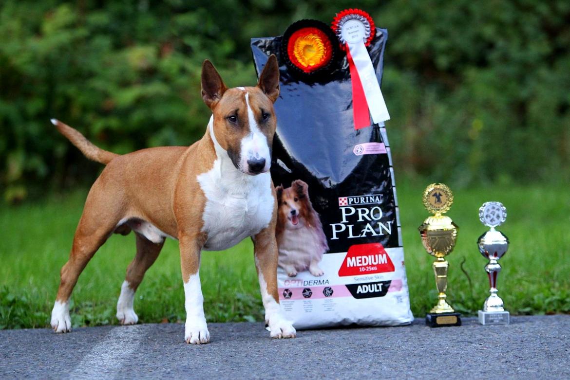 Bullterrier Benny Braveheart - Benny BIR og Bedst i Gruppen, Bremen International 2015 billede 7