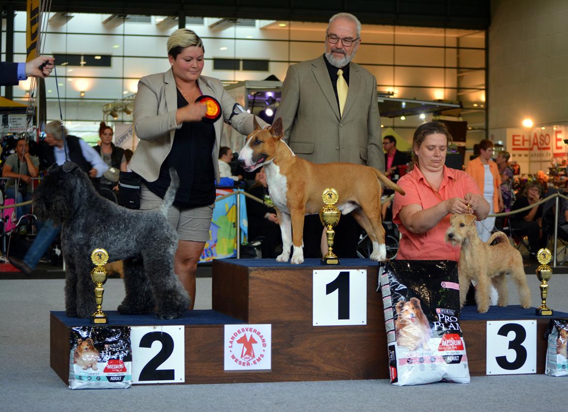 Bullterrier Benny Braveheart - Benny BIR og Bedst i Gruppen, Bremen International 2015 billede 13