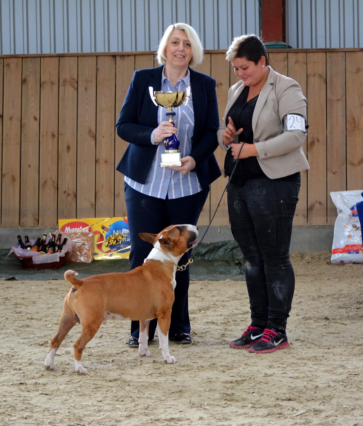 Bullterrier Benny Braveheart - Benny & jeg vinder Bedste Handler på vores Bull Terrier skue under Racespecialist Audrey Taylor, Ragnarok Bull Terriers billede 10