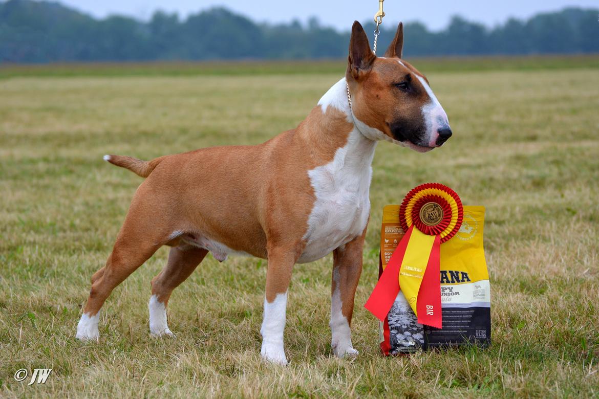 Bullterrier Benny Braveheart - BIR i Eslöv Sverige, September 2015 billede 12