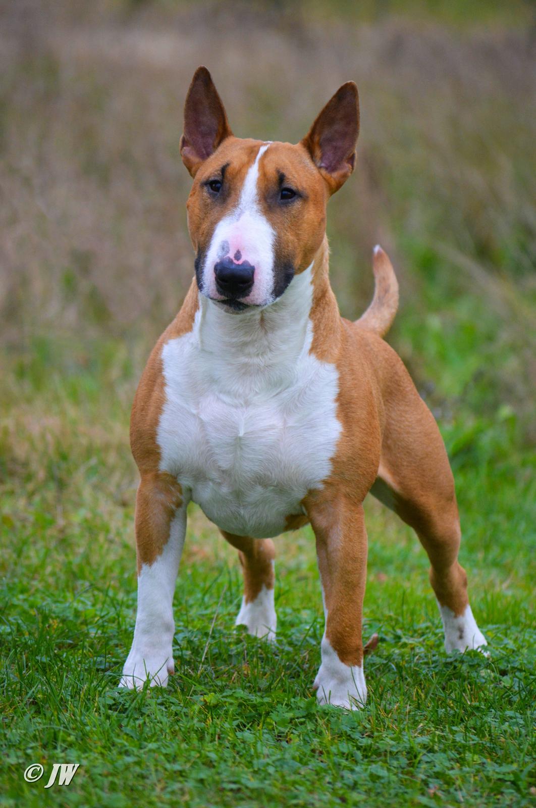 Bullterrier Benny Braveheart - Min flotte bassemand <3 billede 1