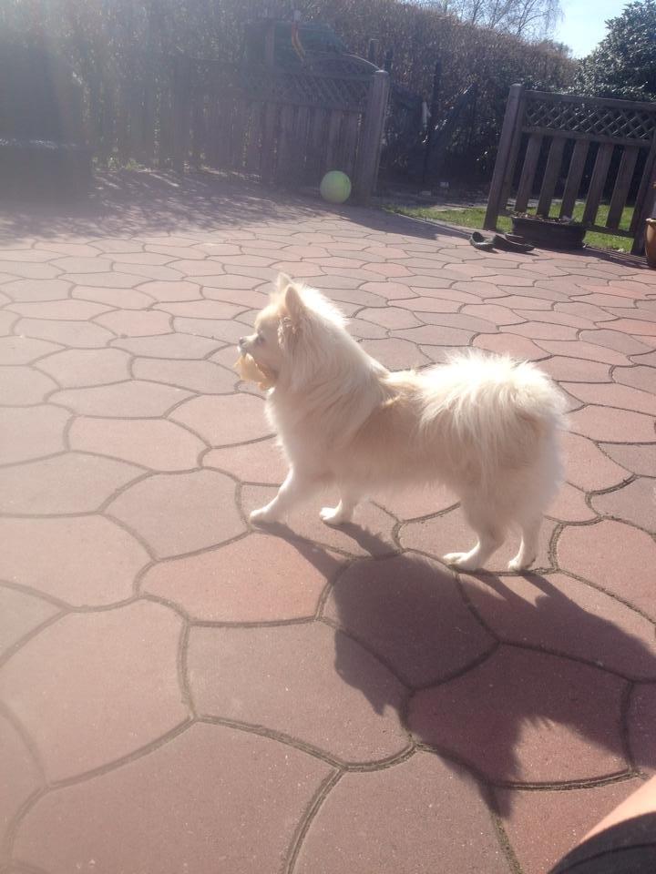 Blanding af racer Hope billede 8