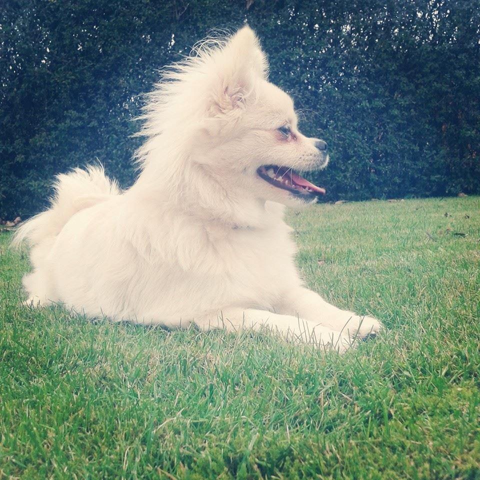 Blanding af racer Hope billede 6