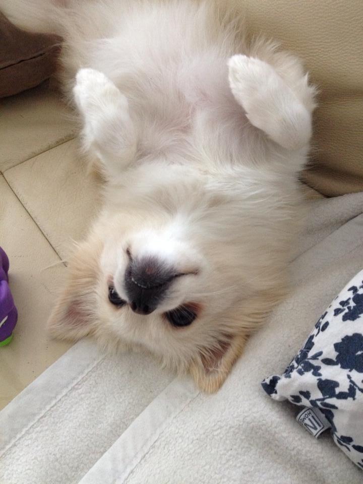 Blanding af racer Hope billede 7