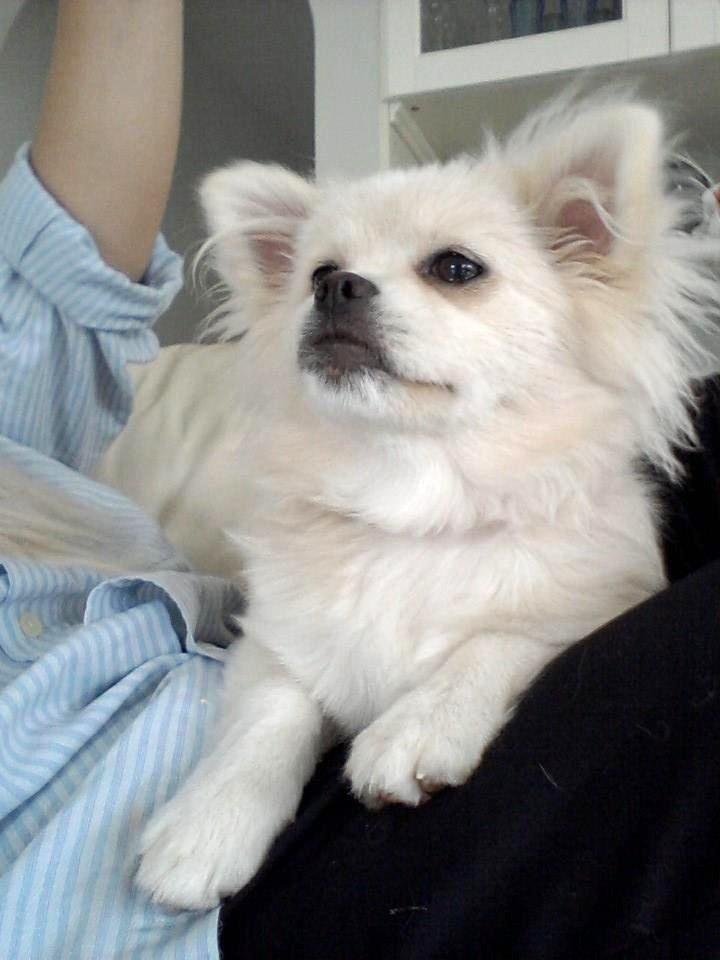 Blanding af racer Hope billede 1