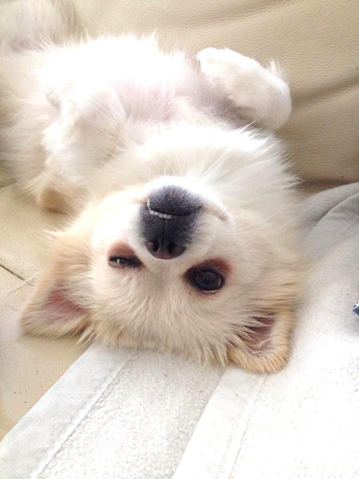 Blanding af racer Hope billede 2