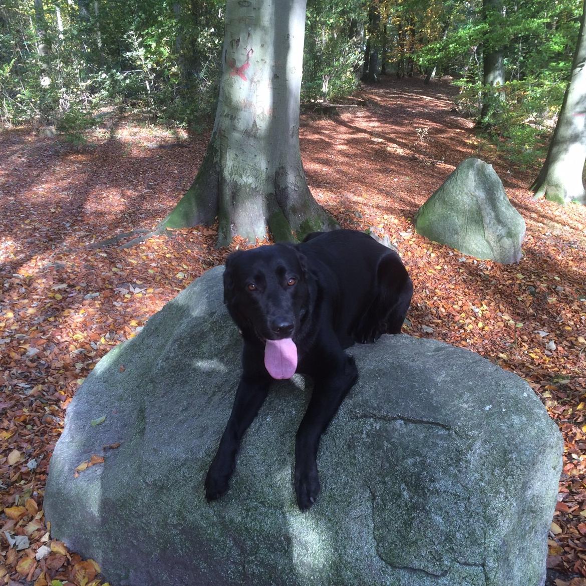 Labrador retriever Bella billede 28