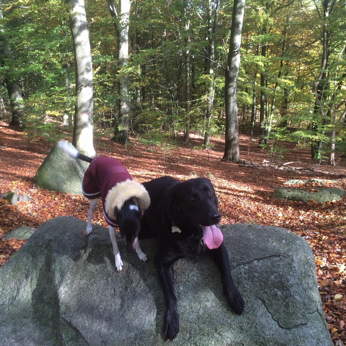 Labrador retriever Bella billede 27