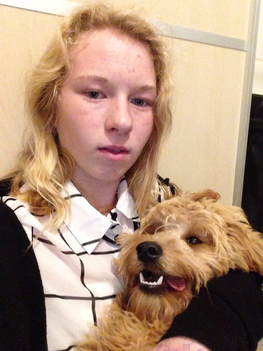 Blanding af racer Goldendoodle (Navn: Einstein) billede 7