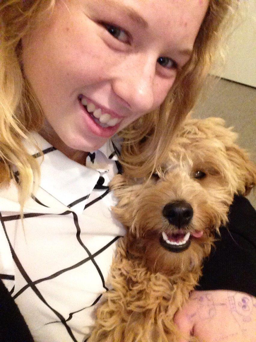 Blanding af racer Goldendoodle (Navn: Einstein) billede 8