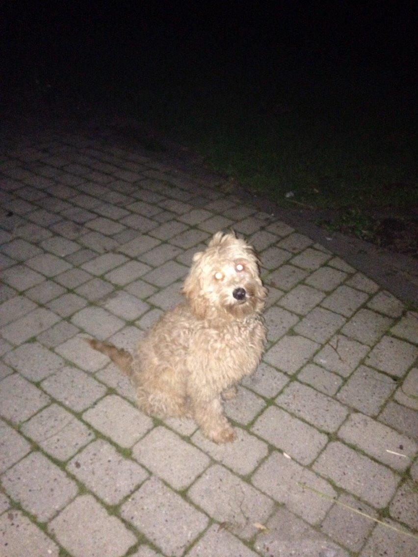 Blanding af racer Goldendoodle (Navn: Einstein) billede 9