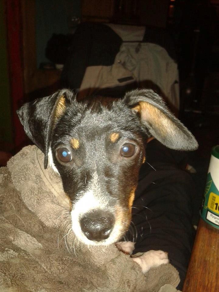 Dansk svensk gaardhund sussi billede 7