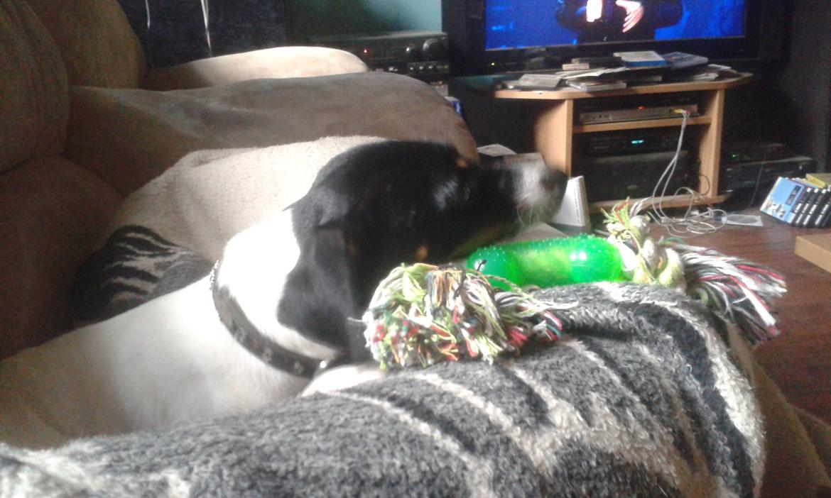 Dansk svensk gaardhund sussi billede 8