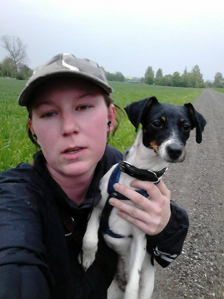 Dansk svensk gaardhund sussi billede 9