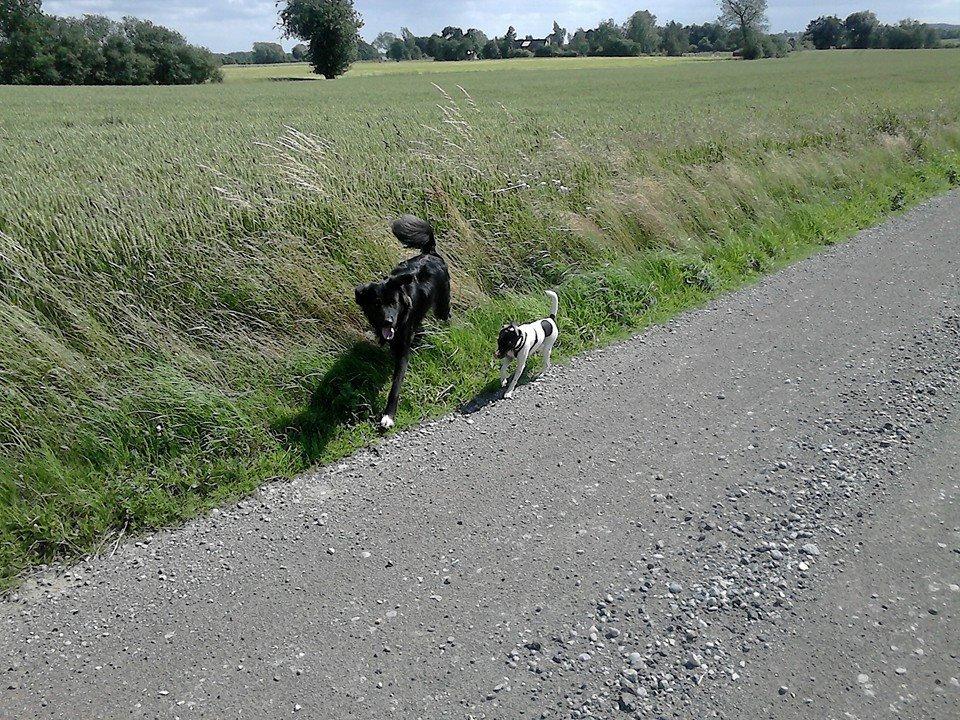 Dansk svensk gaardhund sussi billede 10