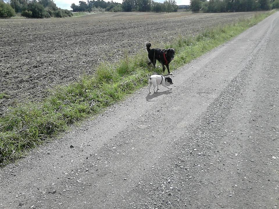 Dansk svensk gaardhund sussi billede 11