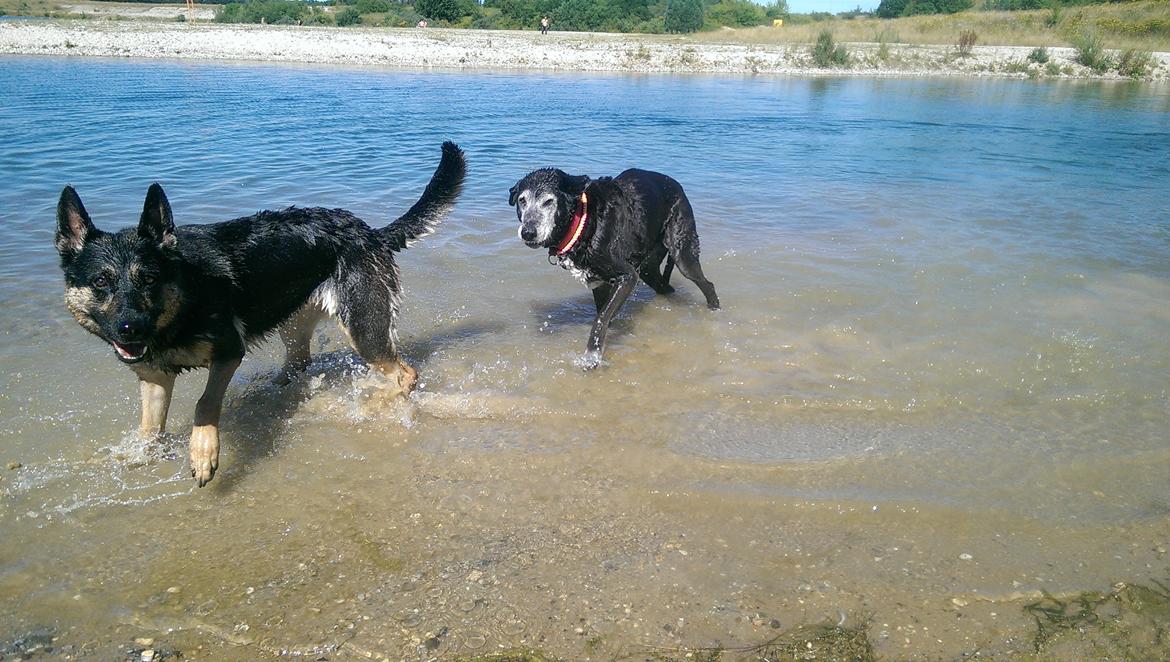 Schæferhund Juice 17/2-2011 - 7/9-2021 - August 15 ude og bade med Nova. :)  billede 17