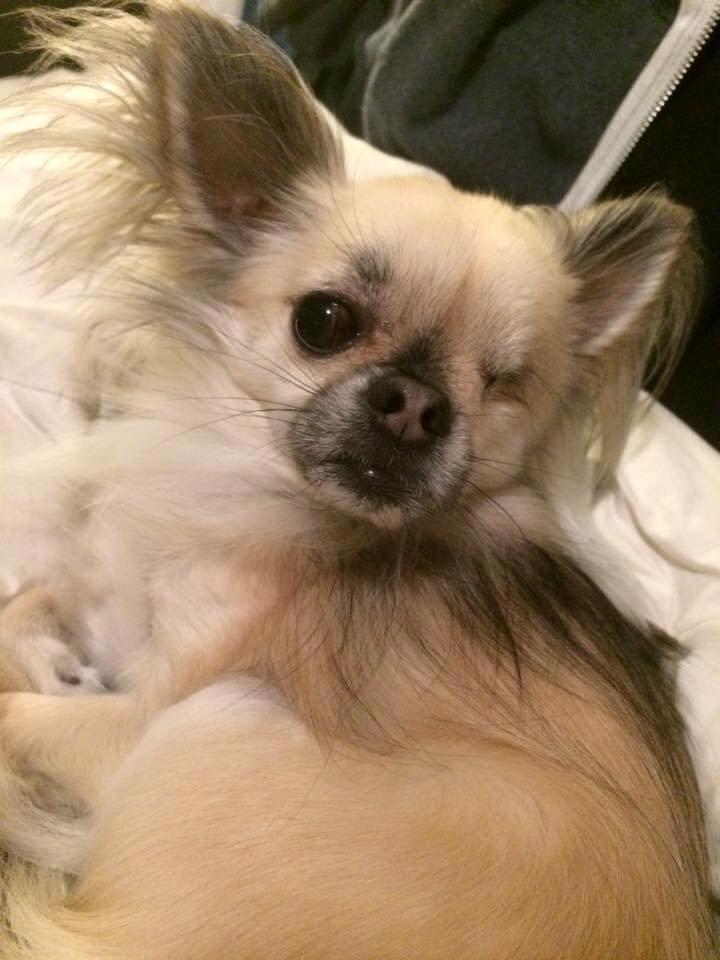 Chihuahua Kaptajn Amigo billede 1