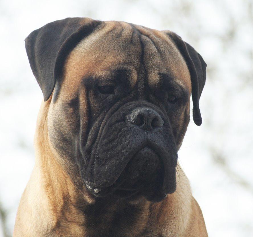 Bullmastiff Bullsaints Haress Al Dar - Barney 10 måneder gl. vejer 60+ kg billede 46
