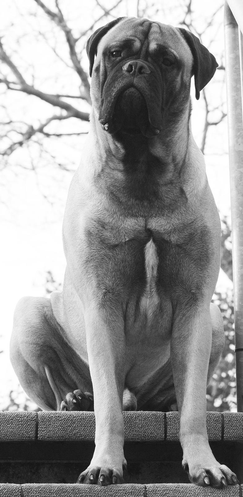 Bullmastiff Bullsaints Haress Al Dar - Barney 10 måneder gl. vejer 60+ kg.. billede 45