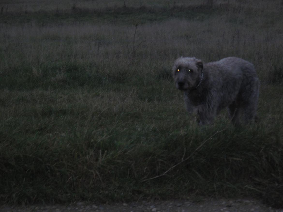 Irsk ulvehund Rolf<3 kælenavn: Rolle/Basse - På marken<3 billede 18