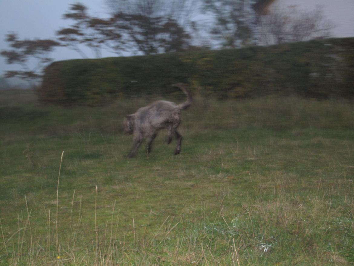 Irsk ulvehund Rolf<3 kælenavn: Rolle/Basse - Rolle<3 billede 20